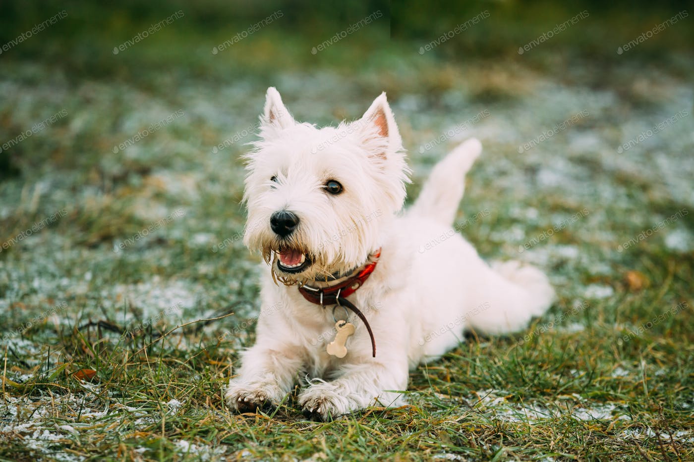Detail West Highland White Terrier Nomer 52