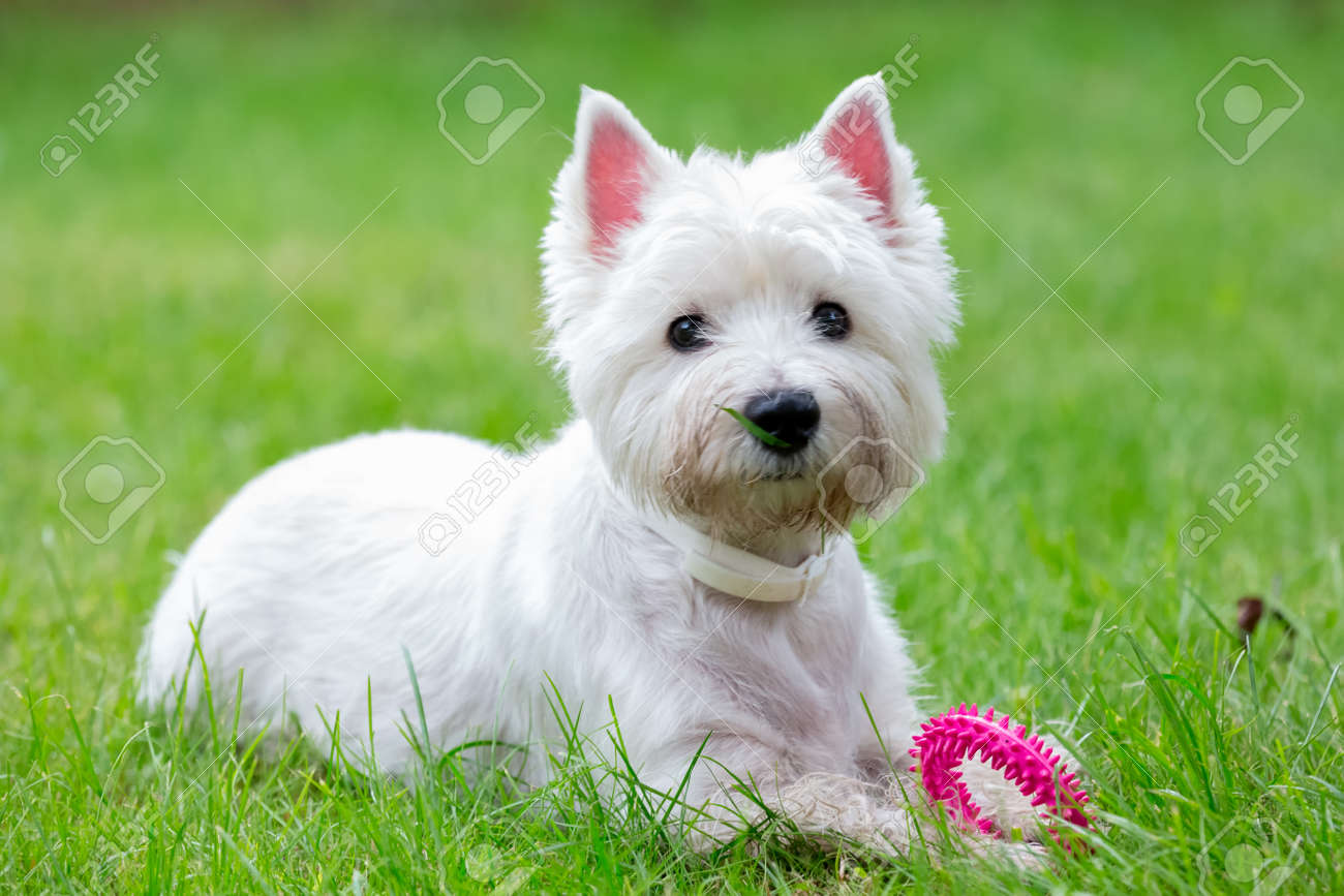 Detail West Highland White Terrier Nomer 56