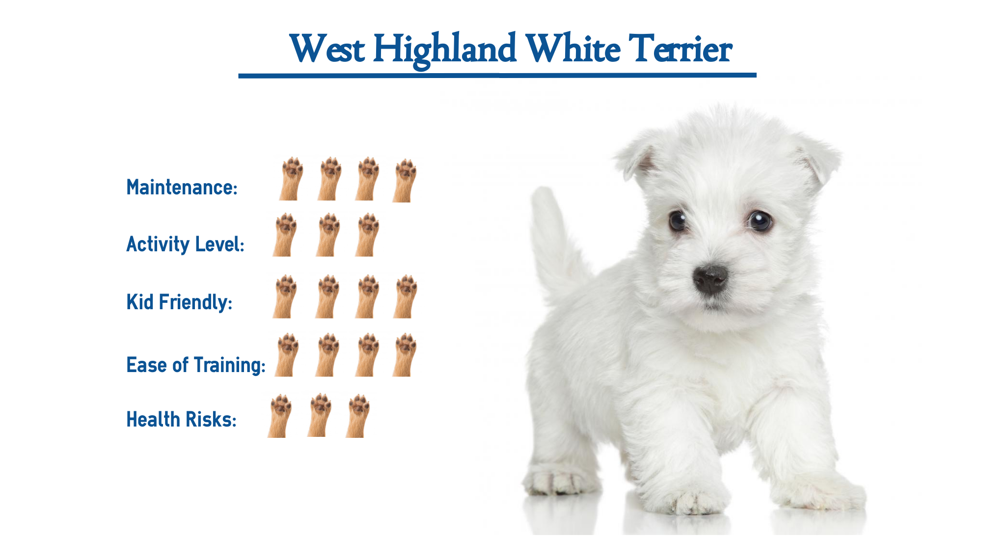 Detail Westland White Terrier Nomer 41