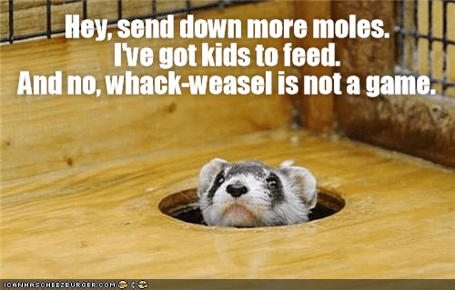 Detail Whack A Mole Meme Nomer 37