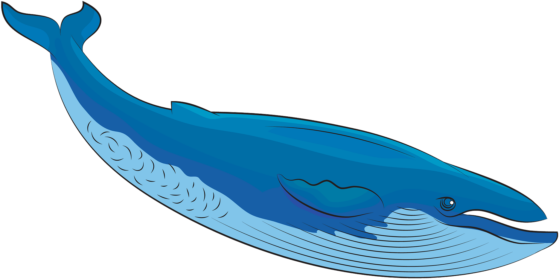 Detail Whale Clipart Nomer 11
