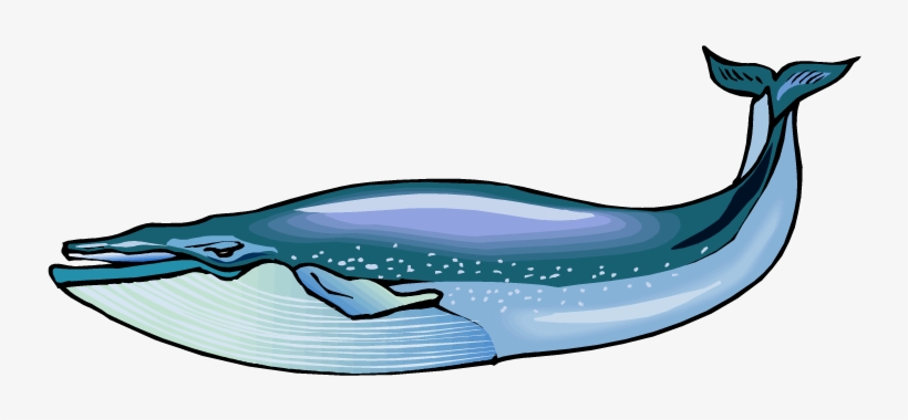 Detail Whale Clipart Nomer 19