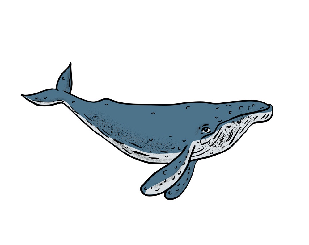 Detail Whale Clipart Nomer 54