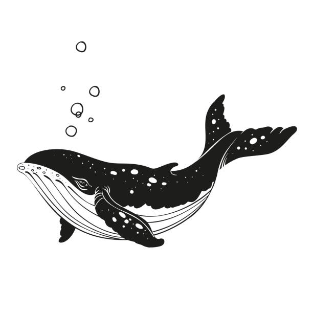 Detail Whale Clipart Black And White Nomer 15