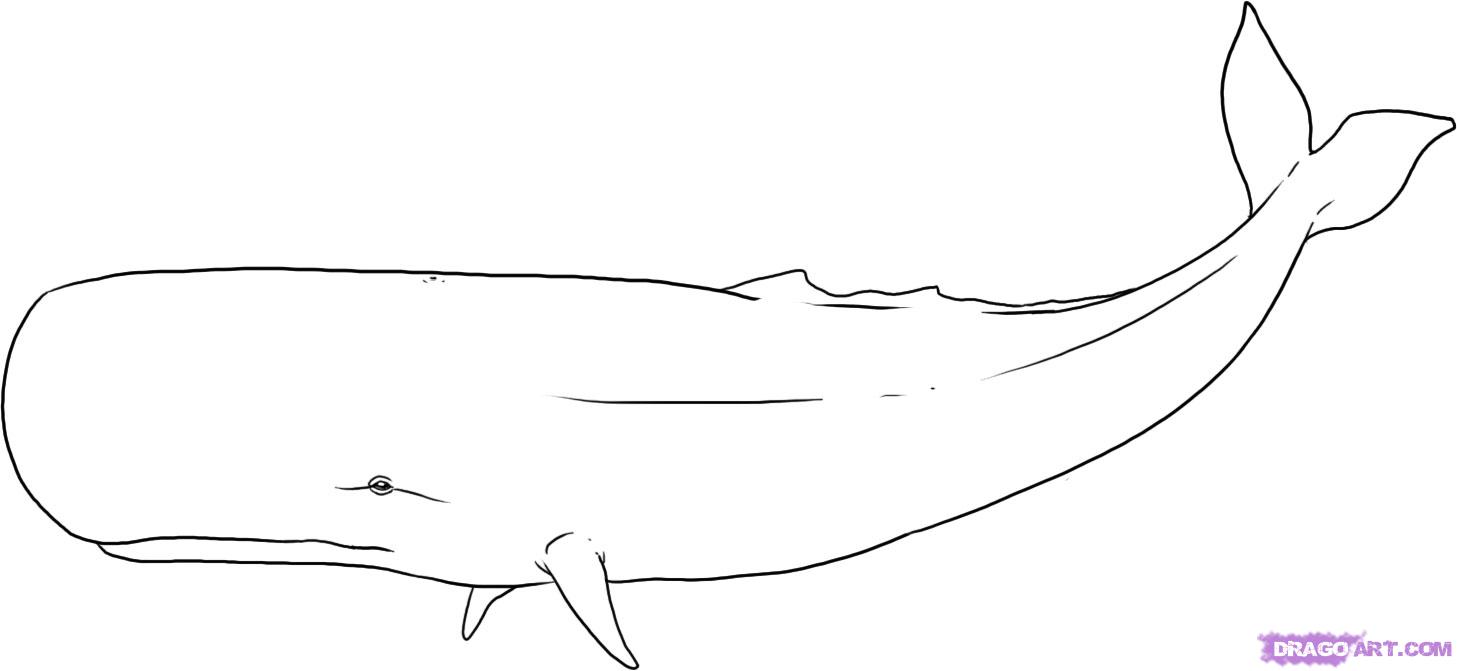 Detail Whale Clipart Black And White Nomer 40