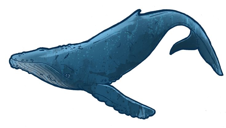 Detail Whale Clipart Free Nomer 29