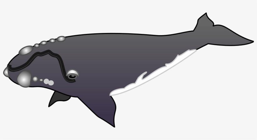 Detail Whale Clipart Images Nomer 43