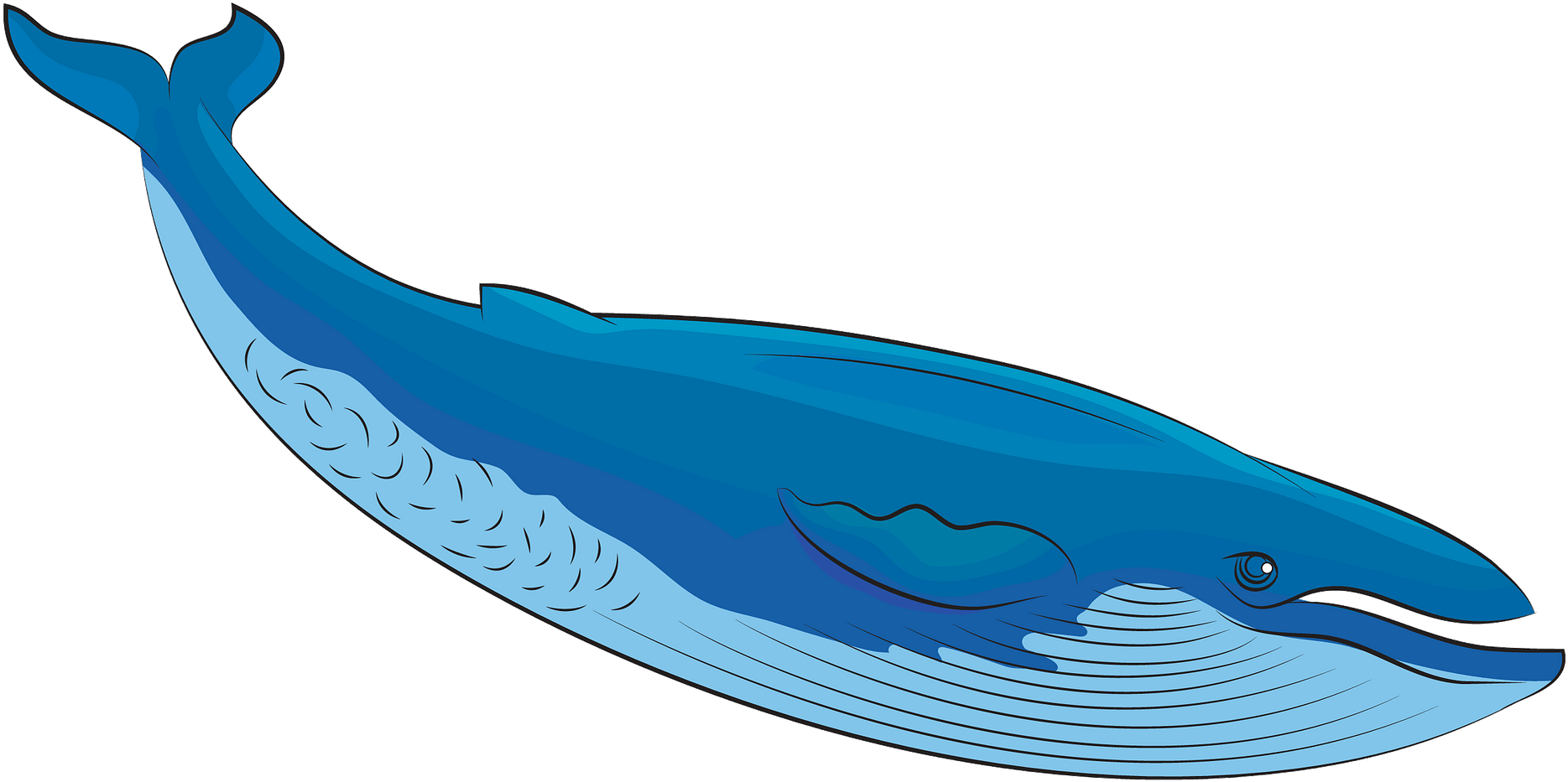 Detail Whale Image Clipart Nomer 5