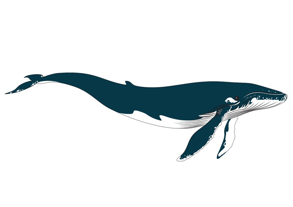 Detail Whale Image Clipart Nomer 45