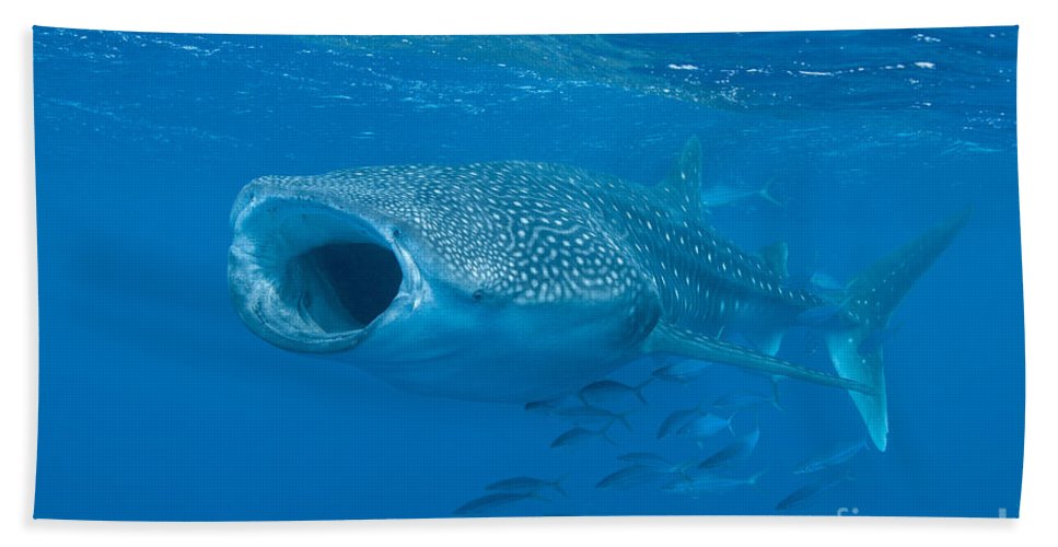 Detail Whale Shark Beach Towel Nomer 46