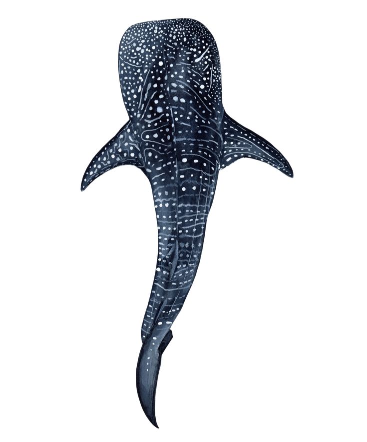 Detail Whale Shark Body Pillow Nomer 35