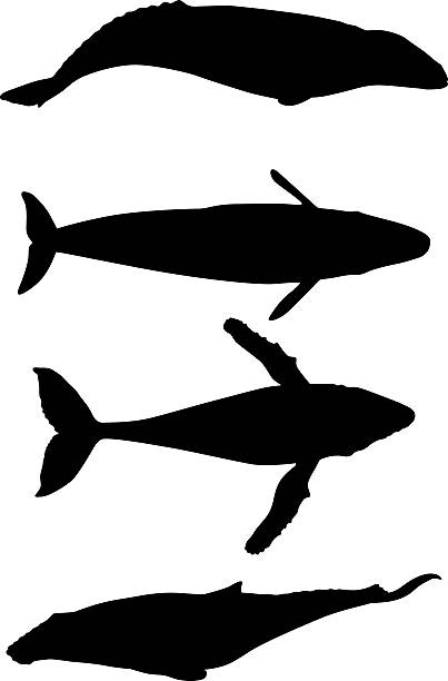 Detail Whale Silhouette Clip Art Nomer 11