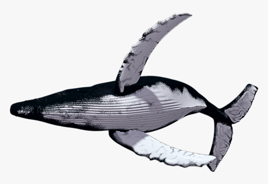 Detail Whale Transparent Nomer 22