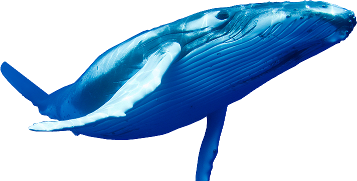 Detail Whale Transparent Nomer 4