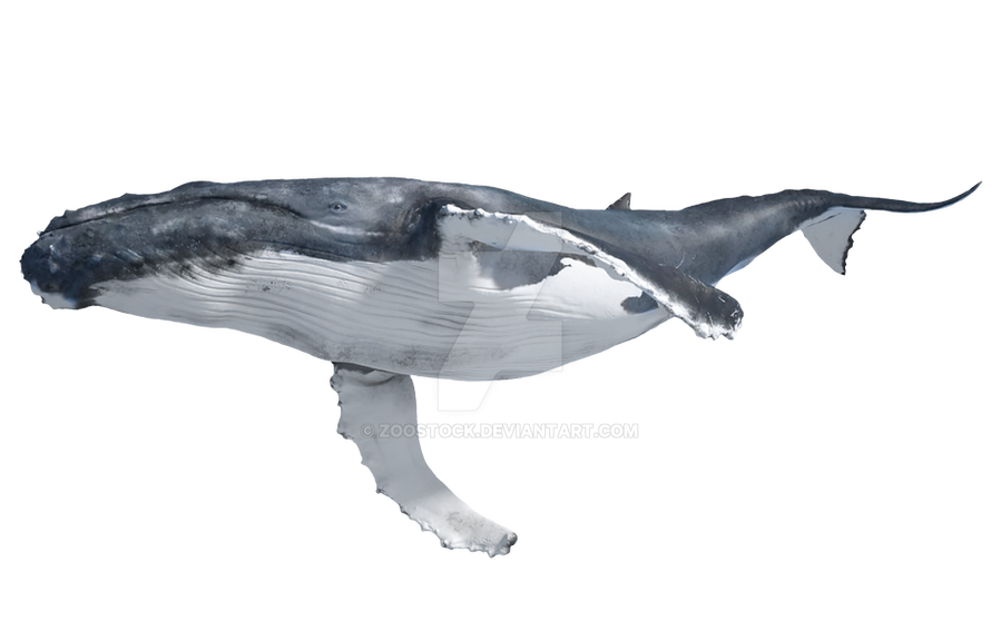 Detail Whale Transparent Nomer 44