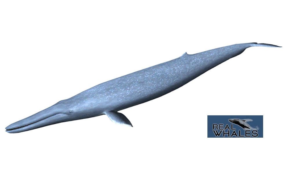 Detail Whale Transparent Nomer 45