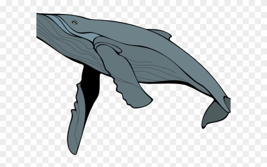 Detail Whale Vector Png Nomer 16