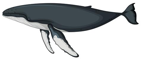 Detail Whale Vector Png Nomer 33