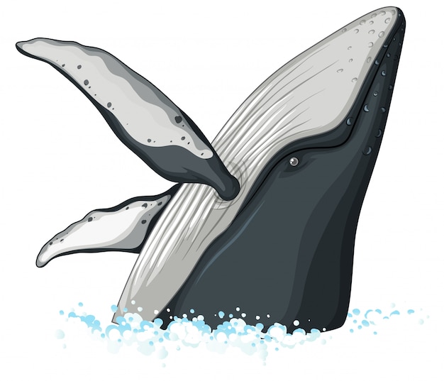 Detail Whale Vector Png Nomer 49