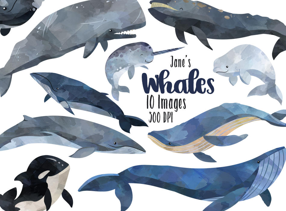 Detail Whales Clipart Nomer 11