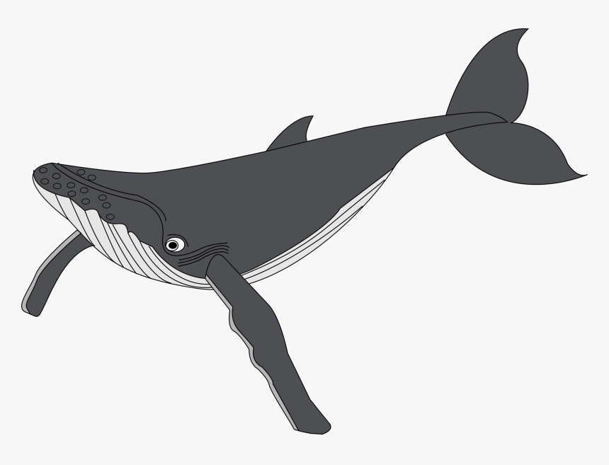 Detail Whales Clipart Nomer 31