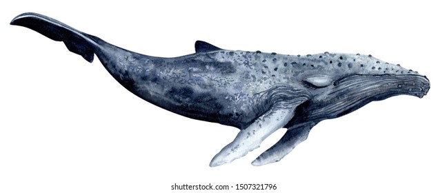 Detail Whales Images Free Nomer 19