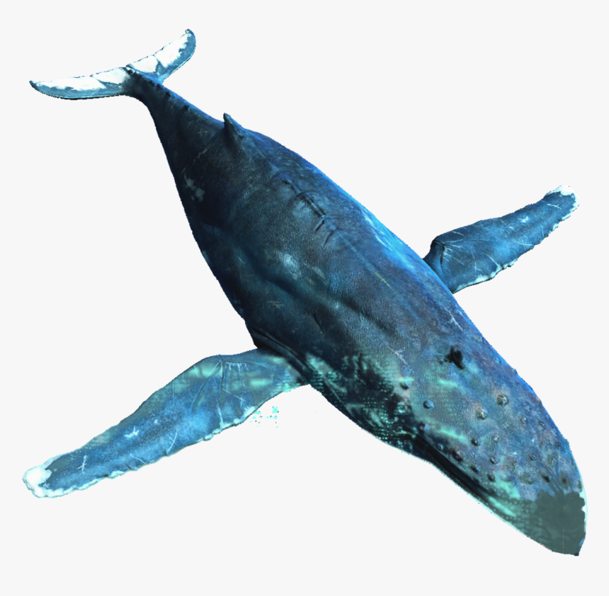 Detail Whales Png Nomer 15