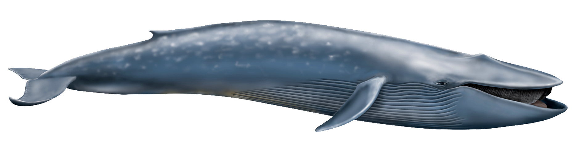 Detail Whales Png Nomer 18