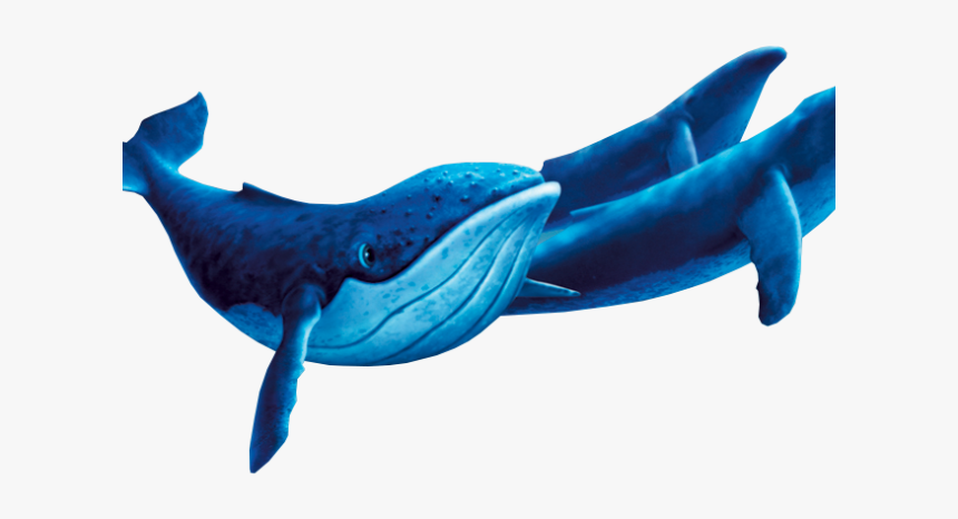 Detail Whales Png Nomer 19