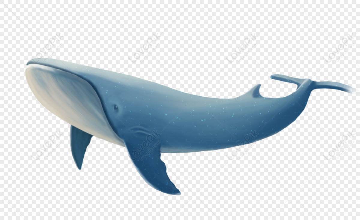 Detail Whales Png Nomer 22