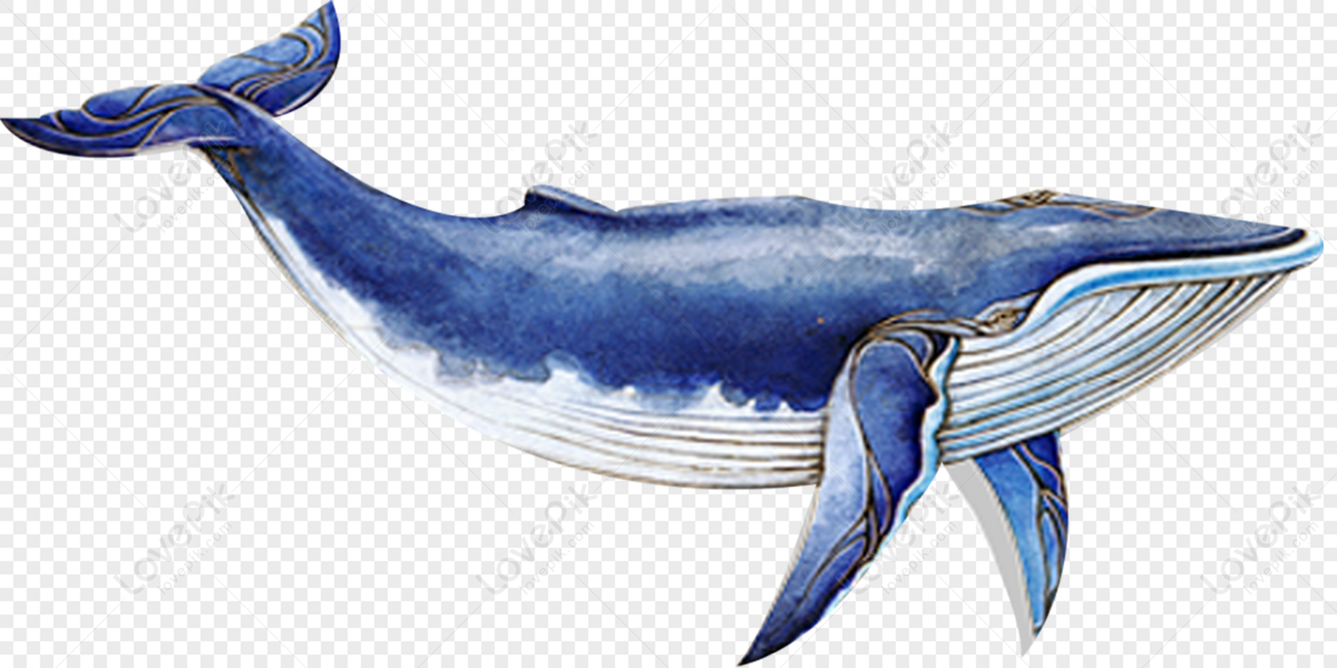 Detail Whales Png Nomer 24