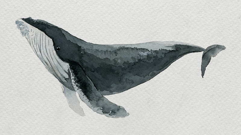 Detail Whales Png Nomer 26