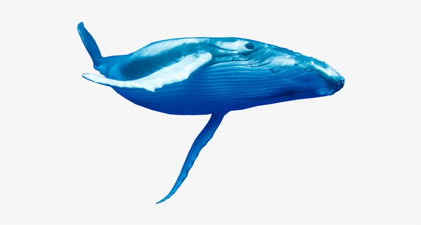 Detail Whales Png Nomer 42