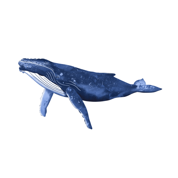 Detail Whales Png Nomer 45