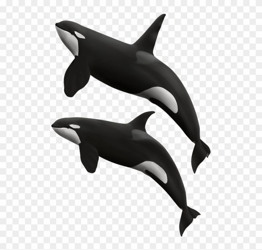 Detail Whales Png Nomer 46