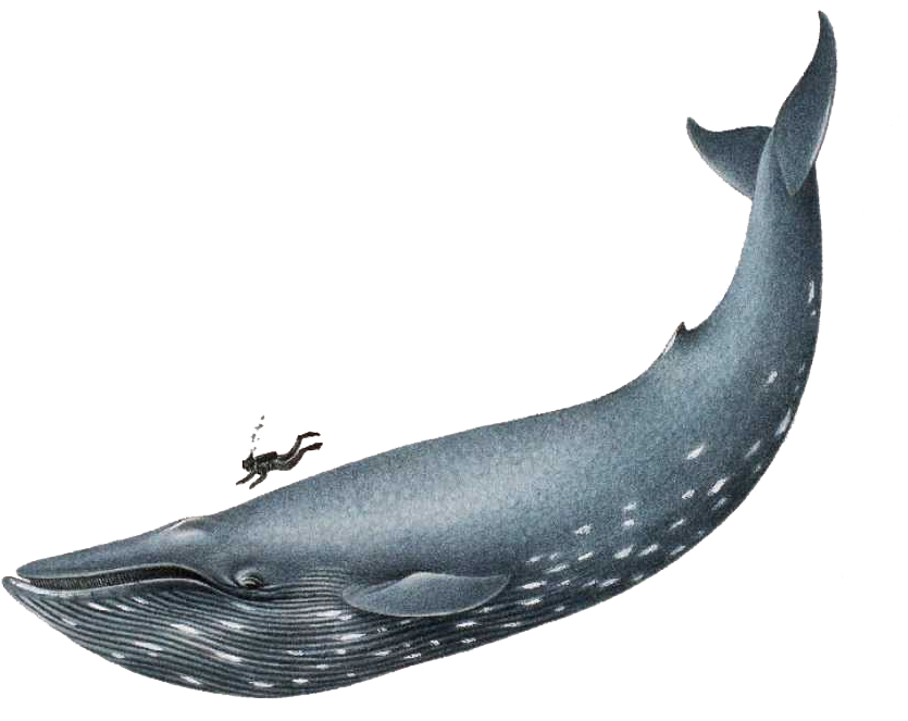 Detail Whales Png Nomer 55