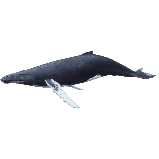 Detail Whales Png Nomer 9