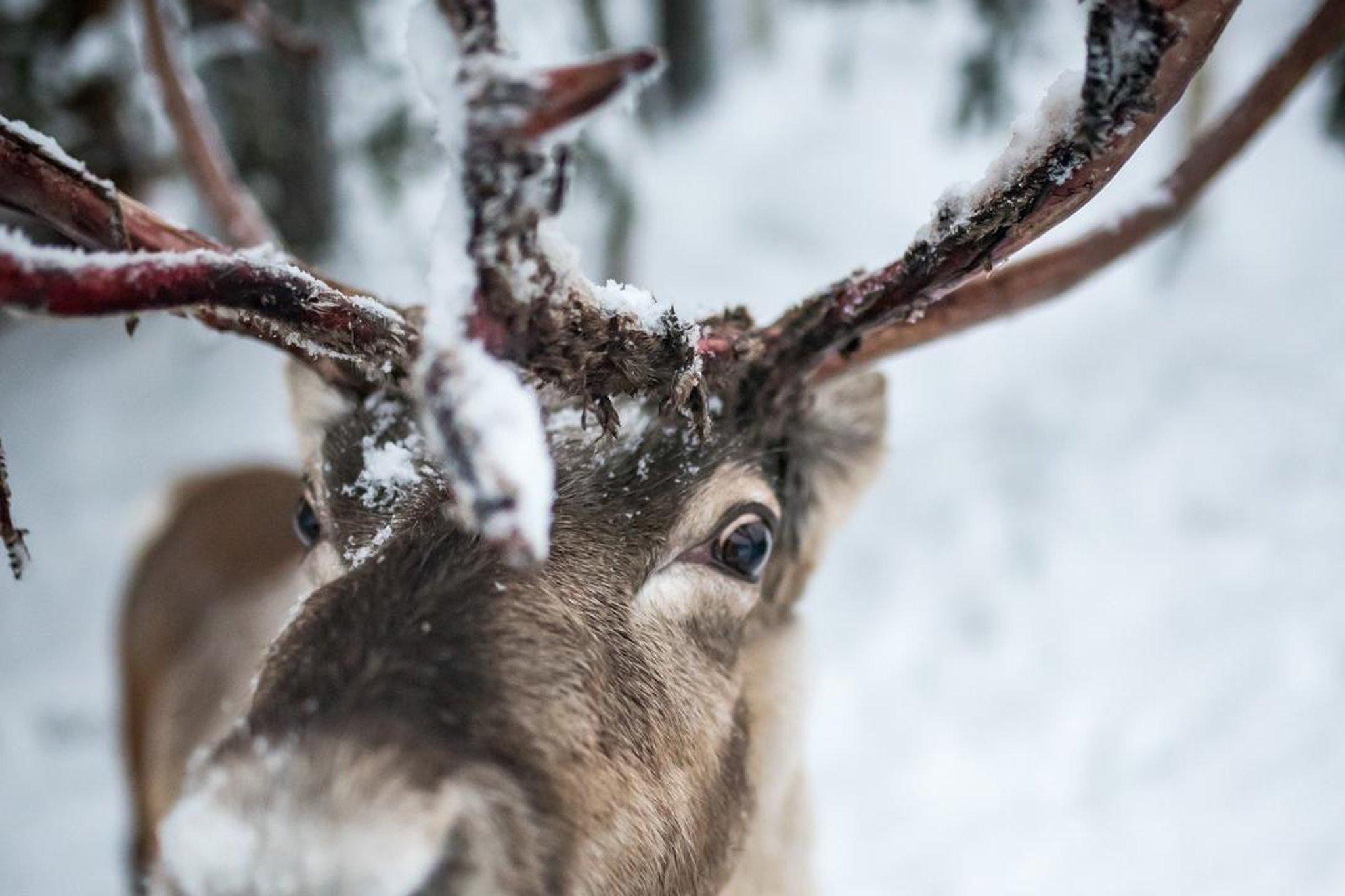 Detail What Are All The 9 Reindeers Names Nomer 24