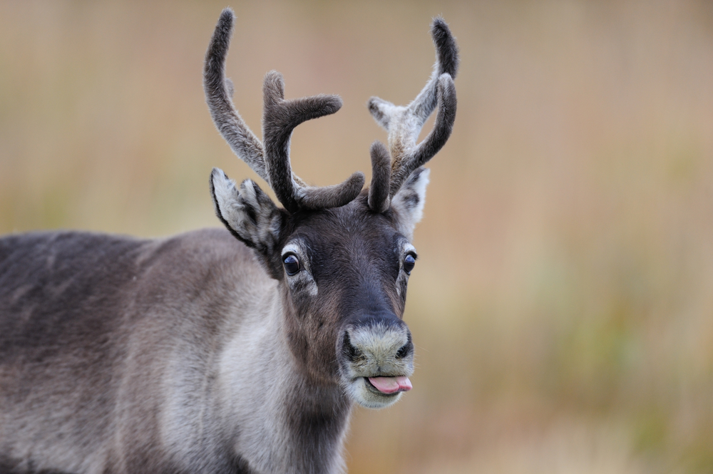 Detail What Are All The 9 Reindeers Names Nomer 30