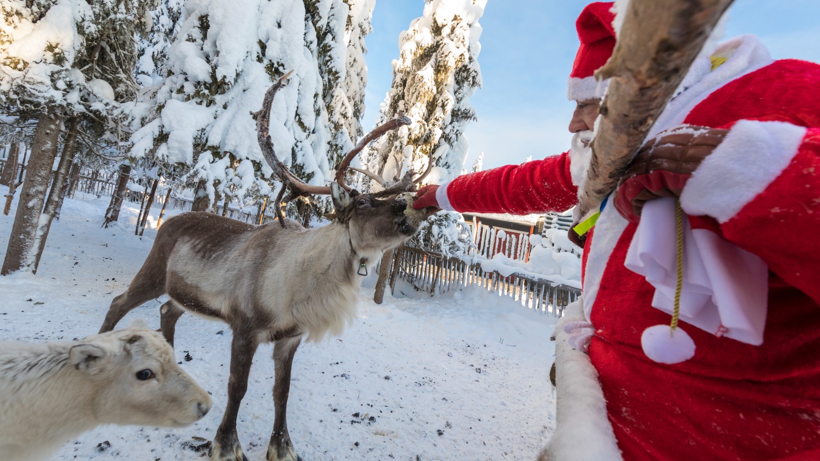 Detail What Are All The 9 Reindeers Names Nomer 34