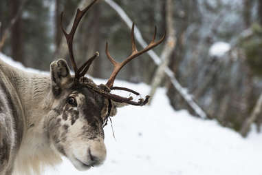 Detail What Are All The 9 Reindeers Names Nomer 36