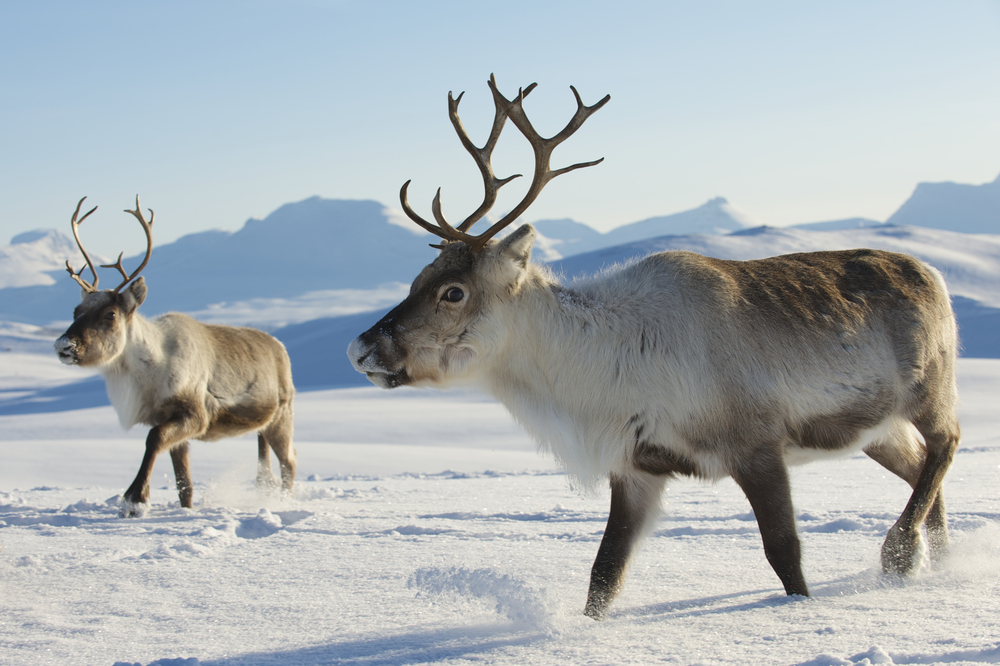 Detail What Are All The 9 Reindeers Names Nomer 38