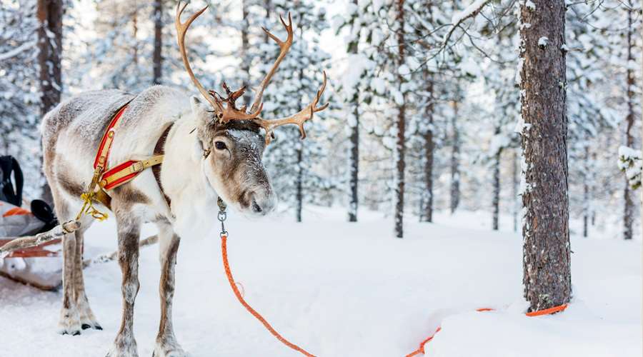 Detail What Are All The 9 Reindeers Names Nomer 41