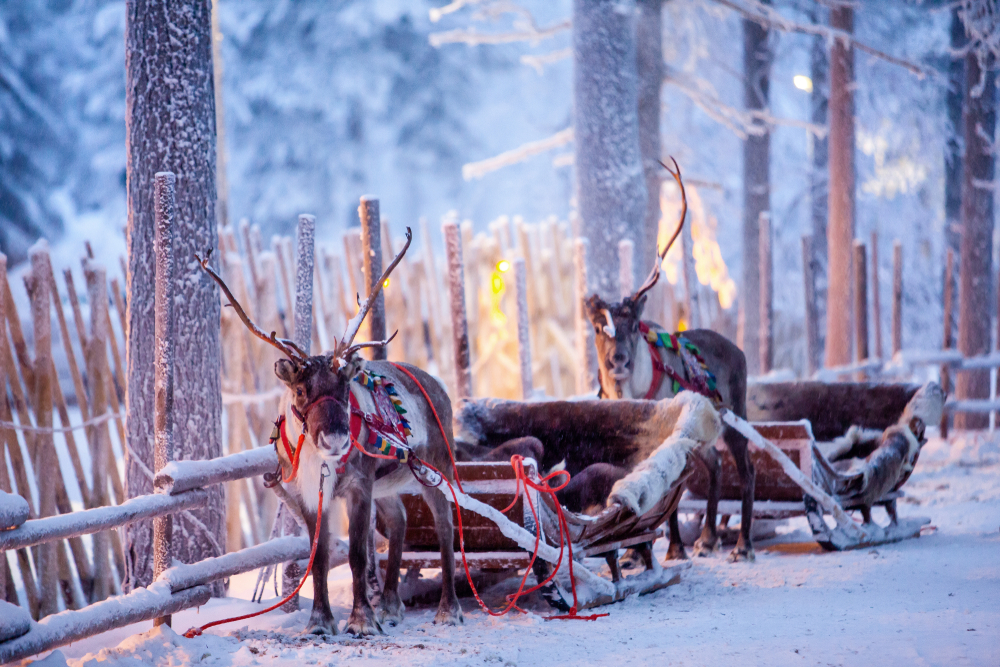 Detail What Are All The 9 Reindeers Names Nomer 44