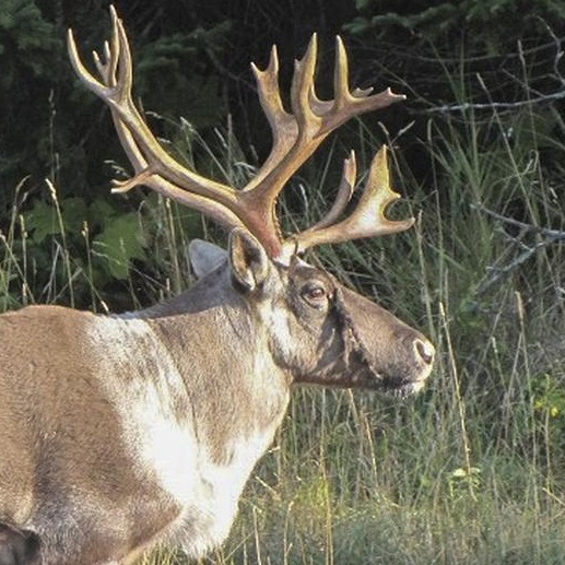 Detail What Are All The 9 Reindeers Names Nomer 47