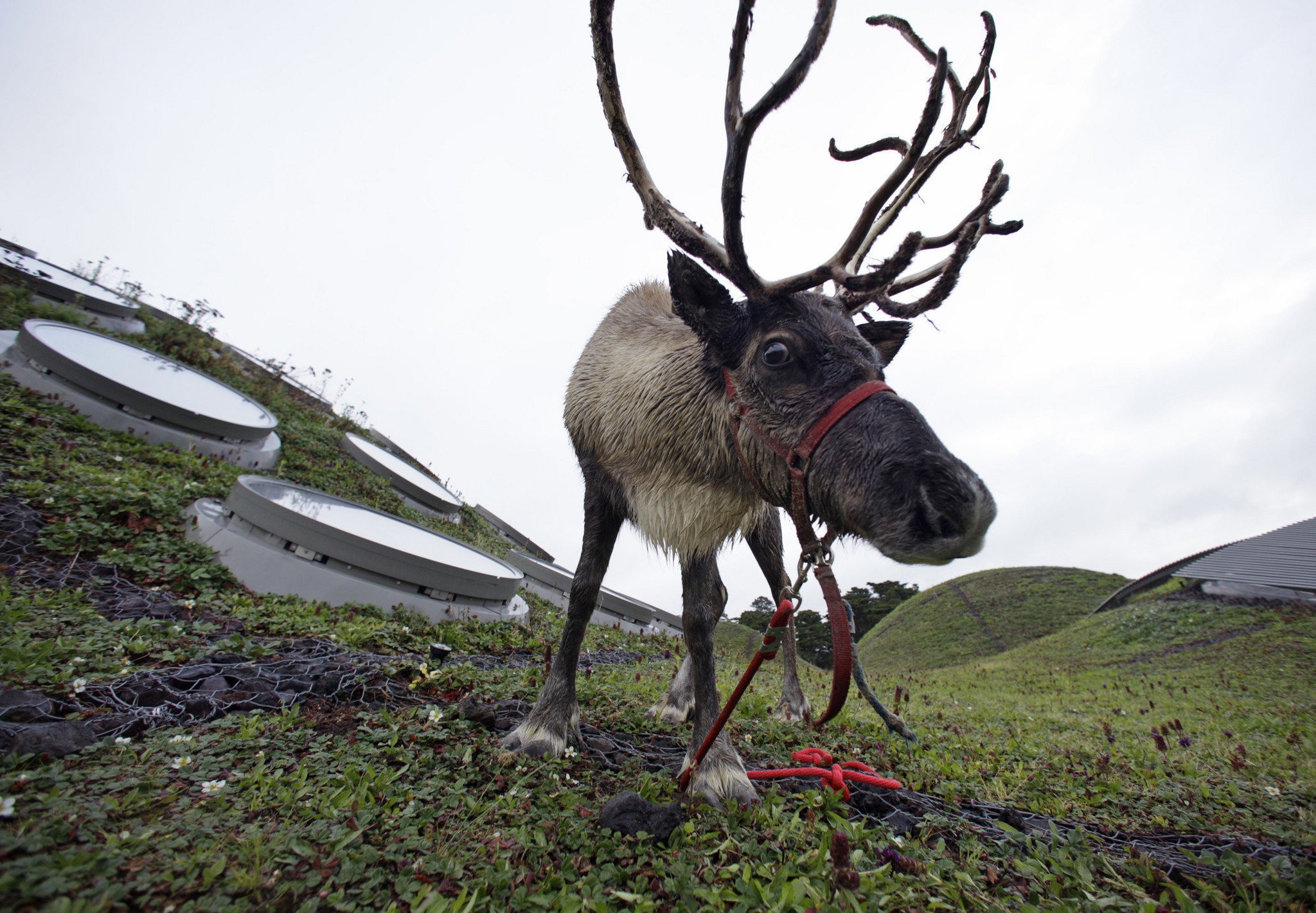 Detail What Are All The 9 Reindeers Names Nomer 53