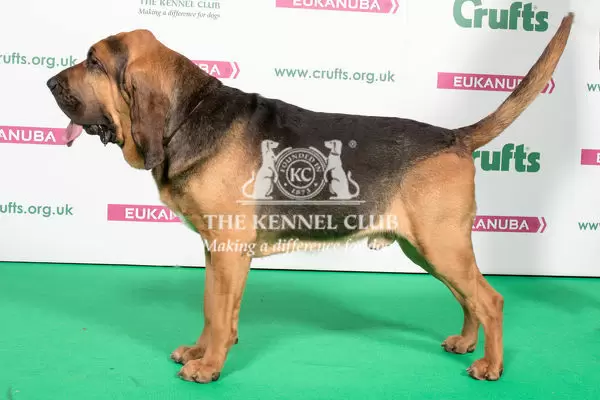 Detail What Breed Is Pluto Nomer 47