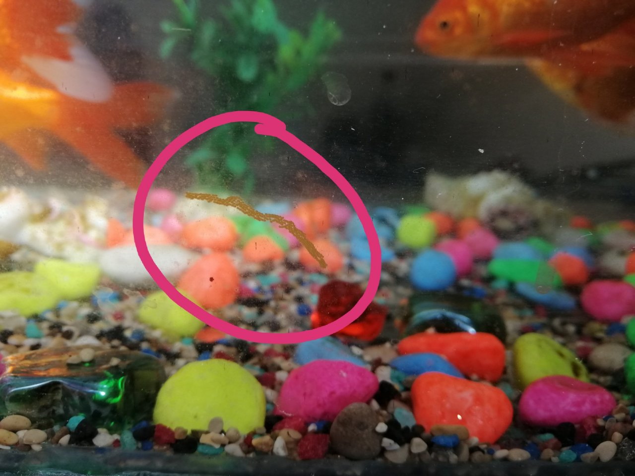 What Do Comet Goldfish Eggs Look Like - KibrisPDR