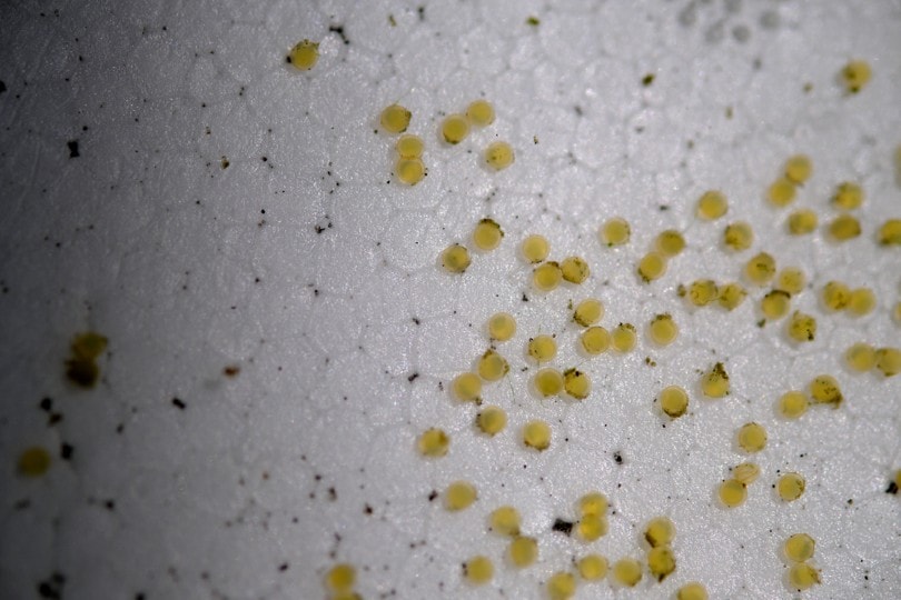 Detail What Do Comet Goldfish Eggs Look Like Nomer 2