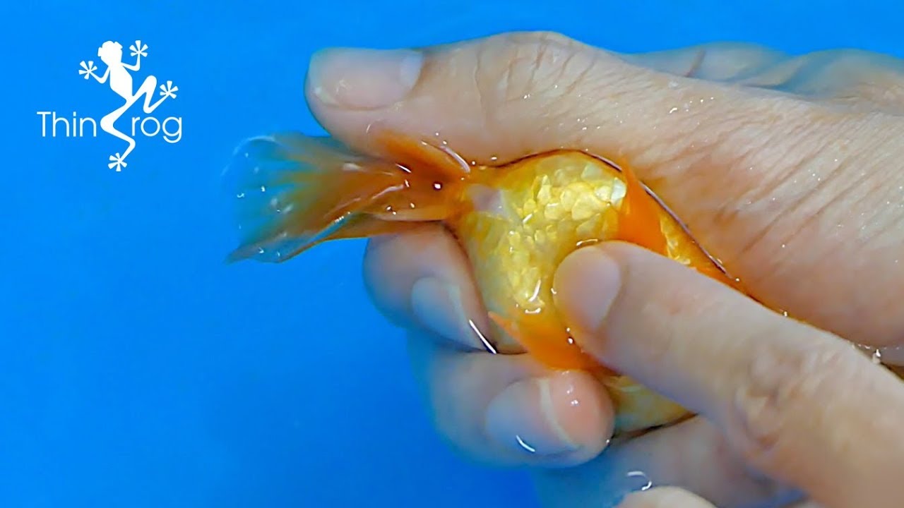 Detail What Do Comet Goldfish Eggs Look Like Nomer 11